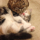 Image for article titled When a Cat and an Owl Develop a Beautiful Friendship